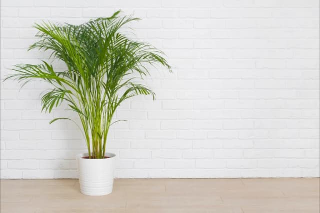 Plante de Interior