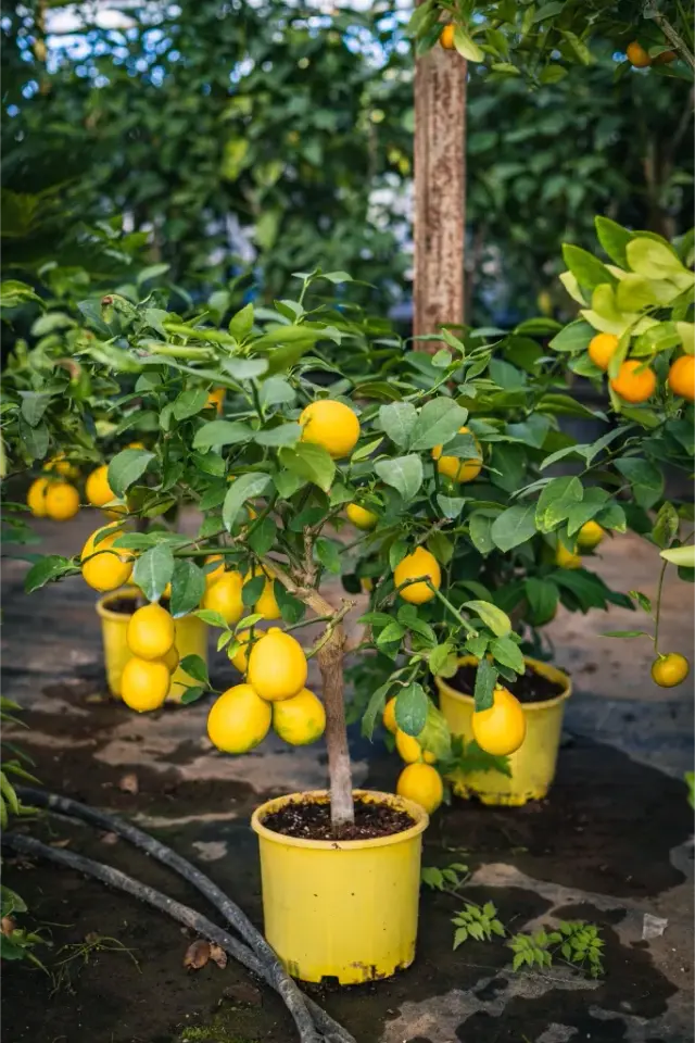 Plante Mediteraneene